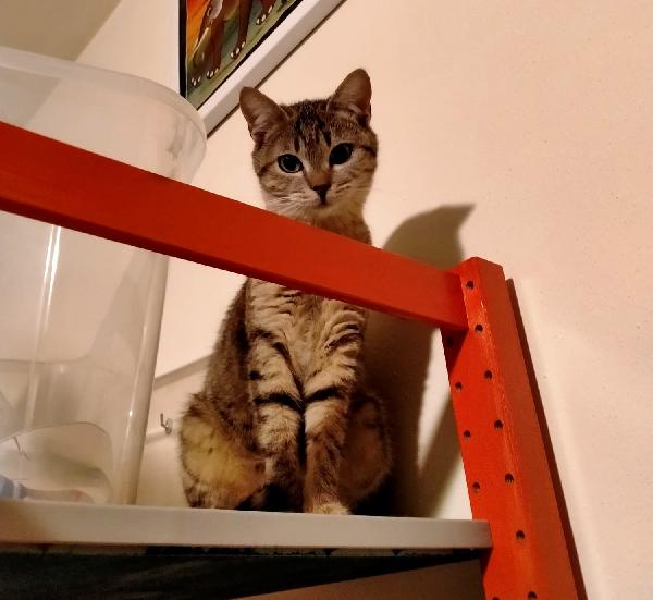 Bambi, Splendida Gattina Cerca Casa!